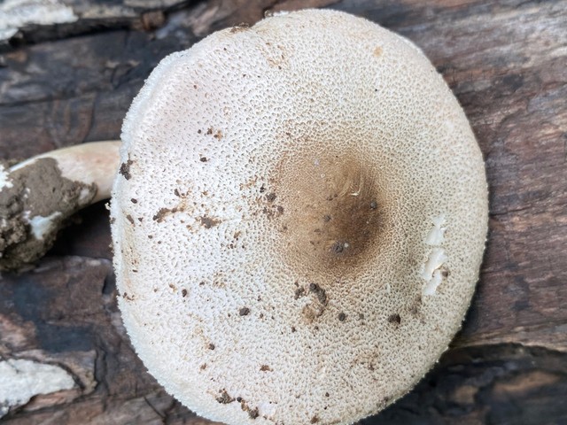 Slinder-Stemmed Agaricus (Agaricus leptocaulis)