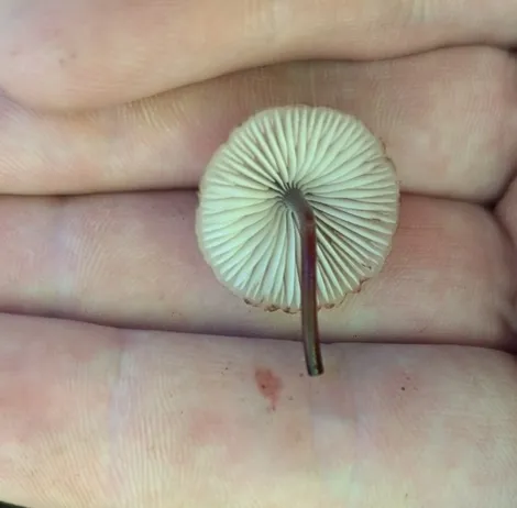 Bleeding Fairy Helmet (Mycena sp. 'haematopus-IN01')