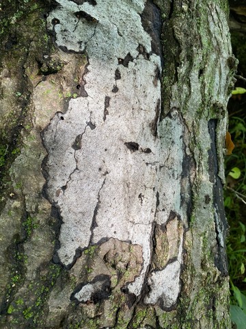 Hypoxylon Canker (Biscogniauxia atropunctata)