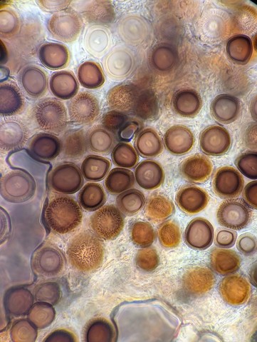 undefined (Elaphomyces sp.)