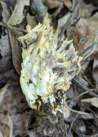 undefined (Clavulina sp-IN01)