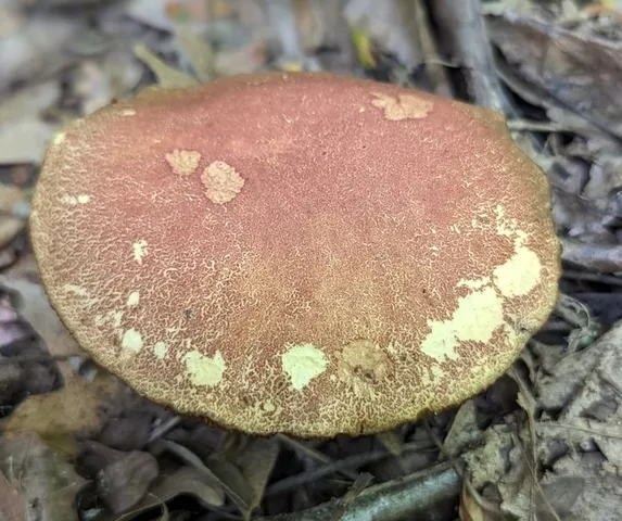 undefined (Hortiboletus sp-IN03)