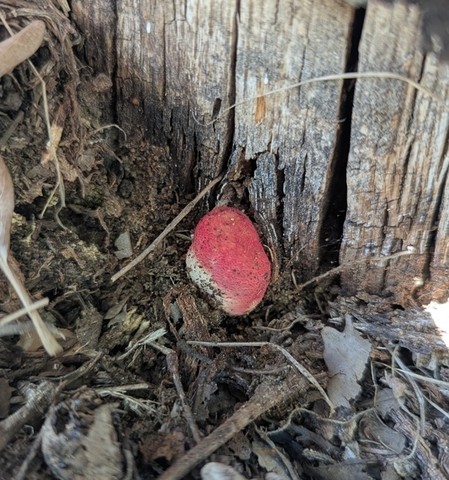 Beefsteak Fungus (Fistulina americana)