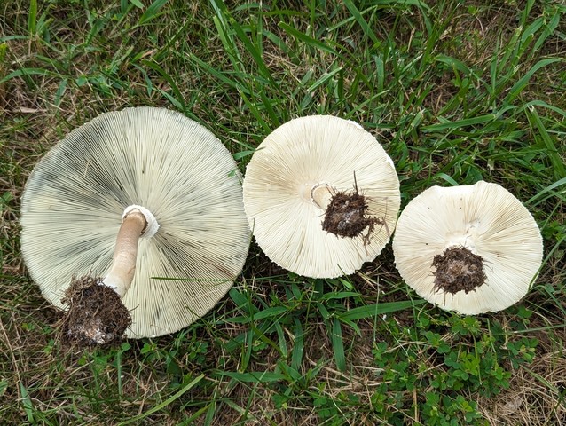 Green-spored Parasol (Chlorophyllum molybdites)