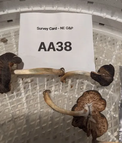undefined (Pluteus septocystidiatus)