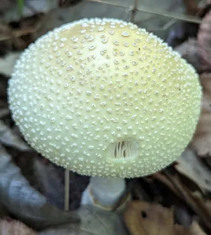 White Panther (Amanita multisquamosa)