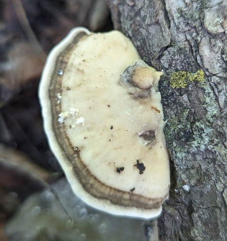 Latte Bracket (Trametes lactinea)