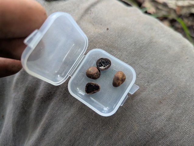 undefined (Elaphomyces dalemurphyi)