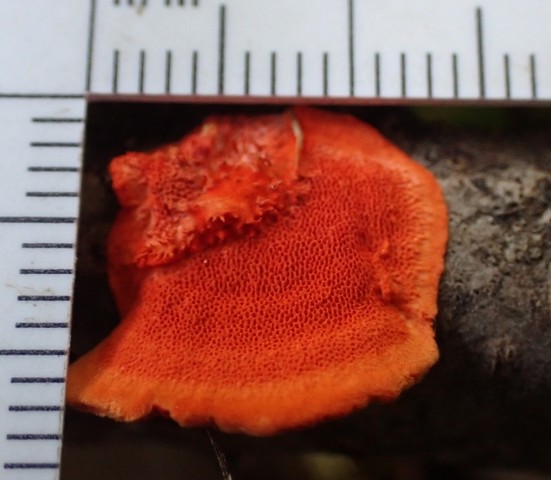 Northern Cinnabar Polypore (Trametes cinnabarina)