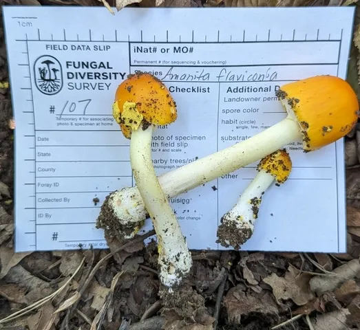 Yellow Patches (Amanita flavoconia)