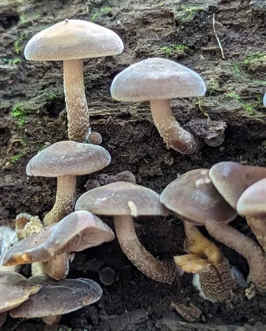 Scaber Stem Fieldcap (Agrocybe firma)