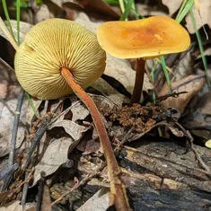Orange Faint Foot Mushroom