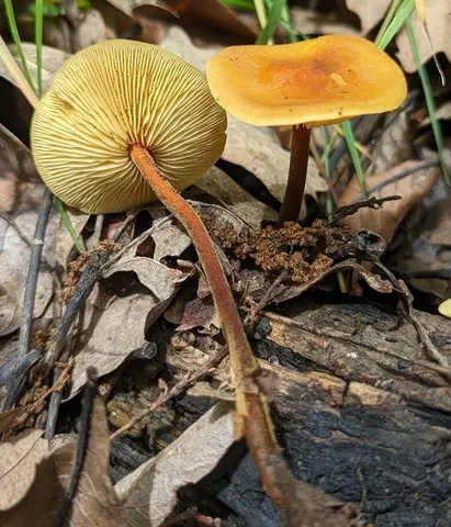 Heimiomyces tenuipes