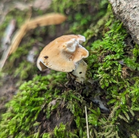 Slender Hedgehog (Hydnum subtilior)