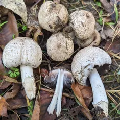 Common Ink Cap