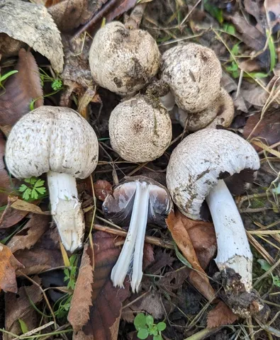 Coprinopsis atramentaria