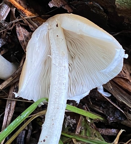 Pale Brittlestem (Candolleomyces candolleanus)