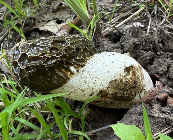 Dune Stinkhorn (Phallus hadriani)