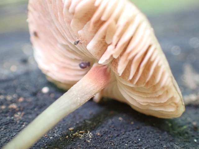 Veined Shield (Pluteus thomsonii-IN03)