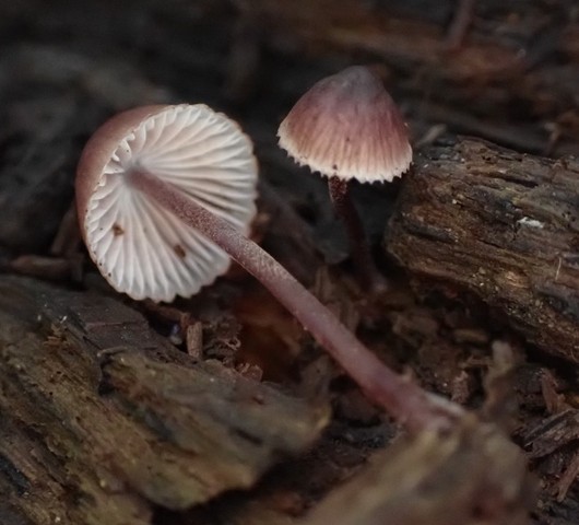 Mycena sp. 'haematopus-IN01'