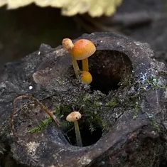 Walnut Mycena