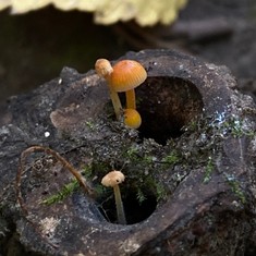 Walnut Mycena
