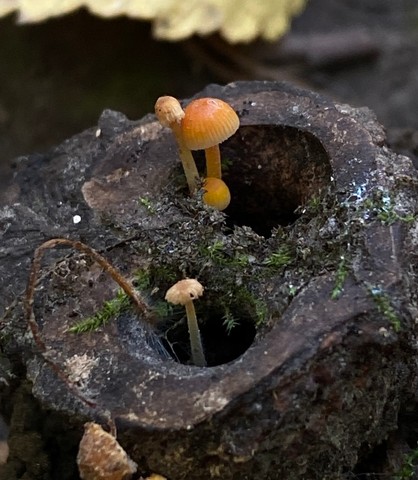Mycena crocea