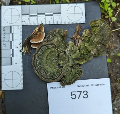 Turkey-tail (Trametes versicolor)