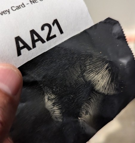 Common Milkcaps (Lactarius sp.)
