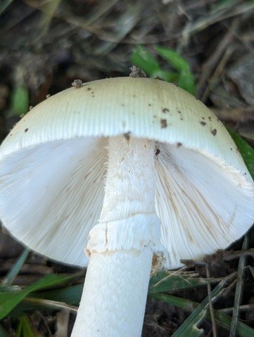 Murrill's Slender Caesar (Amanita murrilliana)