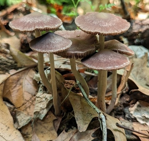 Maroon Brittlestem (Psathyrella bipellis)