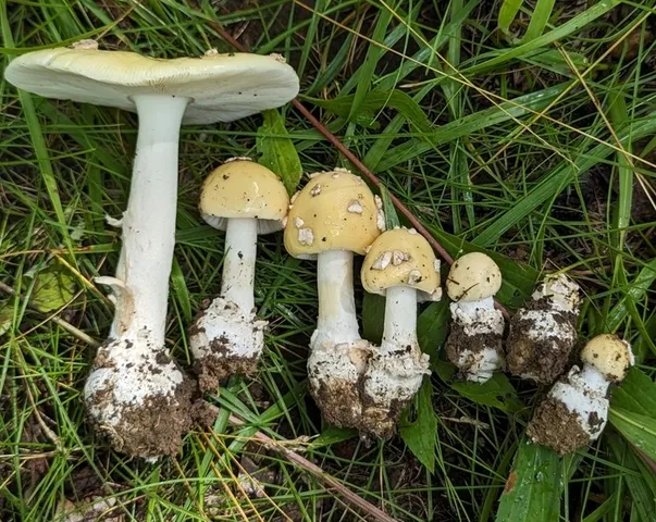undefined (Amanita sp-IN34)