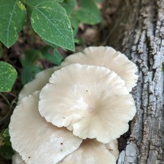 Pale Oyster