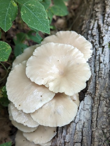 Pale Oyster (Pleurotus pulmonarius)