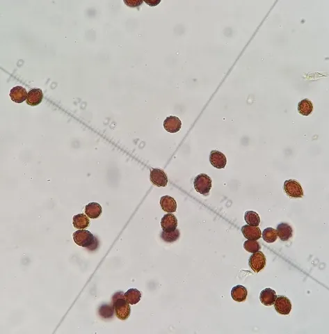 undefined (Hymenogaster spp.)