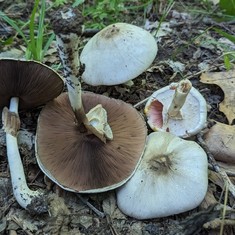 Flat-Top Agaricus