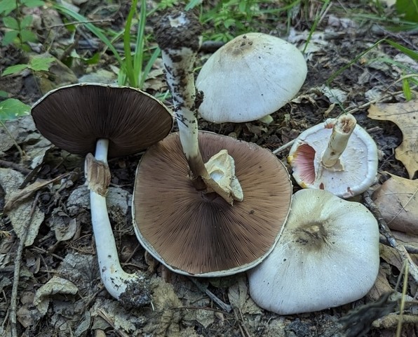 Flat-Top Agaricus (Agaricus placomyces)