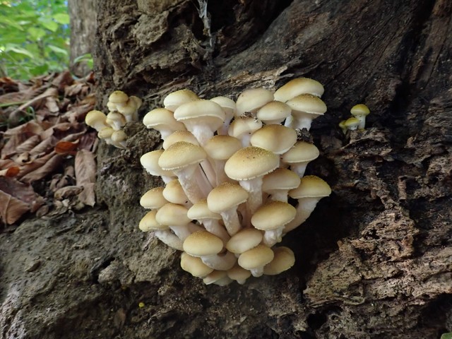 Yellow Honey Mushroom (Armillaria mellea)