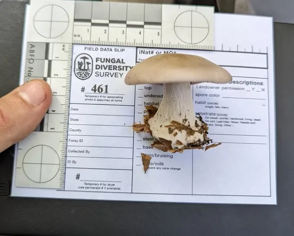 Blewit (Collybia nuda)