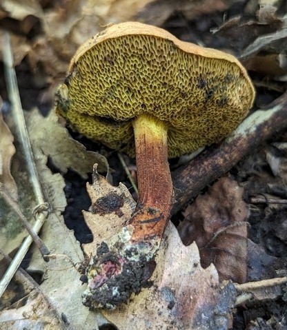 Dirty Bolete (Cyanoboletus cyaneitinctus)