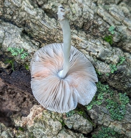 Pleated Pluteus (Pluteus longistriatus)