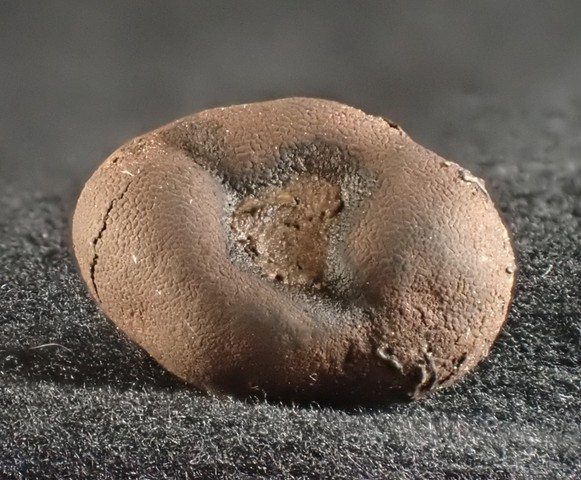 undefined (Elaphomyces sp.)