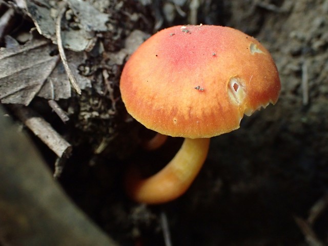 Bitter Waxcap (Hygrocybe mucronella)