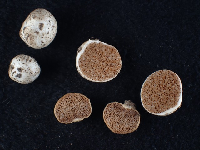 Hymenogaster spp.
