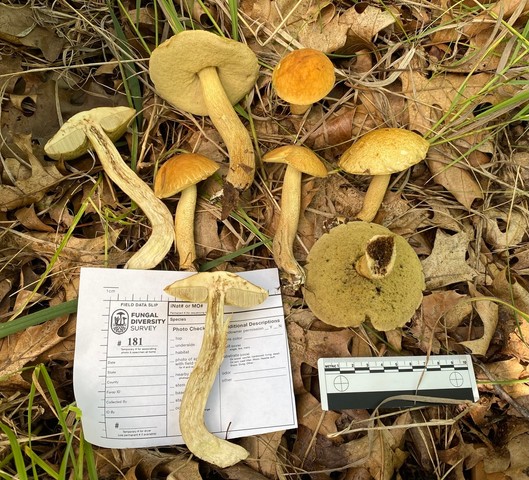 Wrinkled Bolete (Leccinellum rugosiceps)