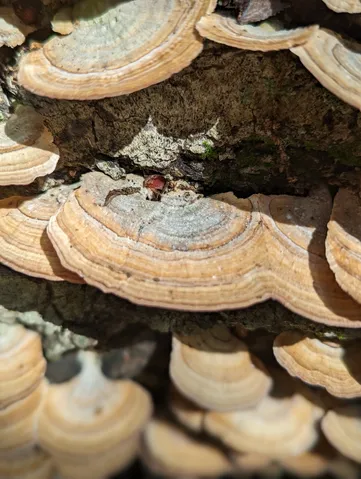 Violet-Toothed Polypore (Trichaptum biforme)