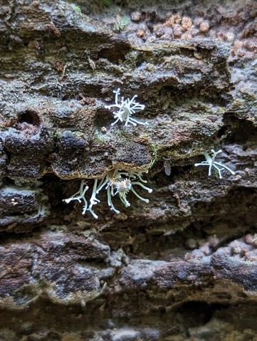 Hypercheeto (Polycephalomycetaceae)