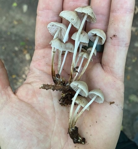 Clustered Bonnet (Mycena sp. 'inclinata-IN01')