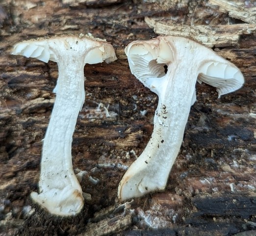 White Honey Mushroom (Armillaria gallica)