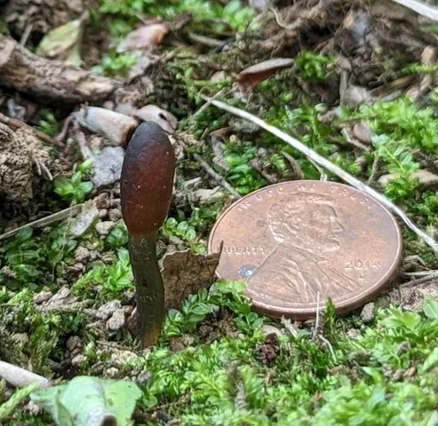 Snaketongue Truffleclub (Tolypocladium ophioglossoides)